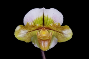 Paphiopedilum Baby Dan 2-13 HCC/AOS 77 pts.